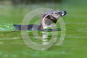 Sphenisciformes - Penguin - swims in water photo