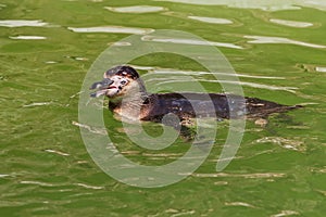 Sphenisciformes - Penguin - portrait photo