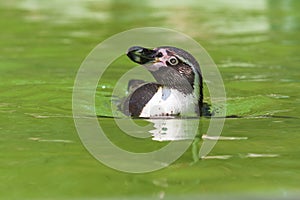 Sphenisciformes - Penguin - in water photo
