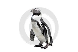 Spheniscus demersus - African penguin