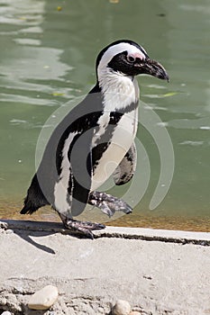 Spheniscus demersus - African penguin