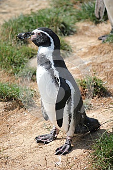 Spheniscus humboldti penguin