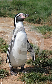 Spheniscus humboldti penguin photo