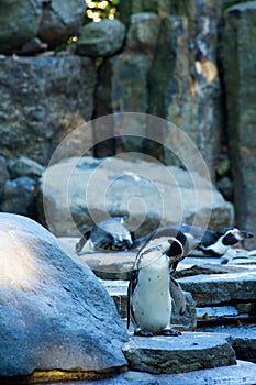 Spheniscus humboldti penguin