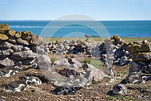 Spheniscus magellanicus a group of magellanic penguins sitting in their nests