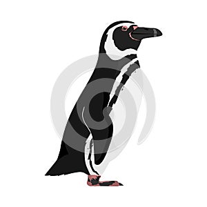 Spheniscus magellanicus - Magellanic penguin - Lateral view photo