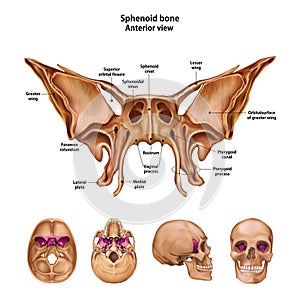 Sphenoid bone. With the name and description of all sites