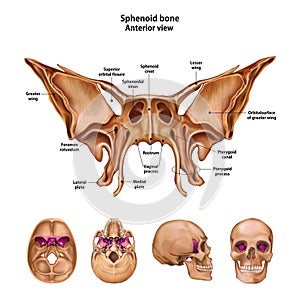 Sphenoid bone. With the name and description of all sites photo