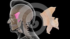 Human Skeleton Skull Bone - Sphenoid Bone