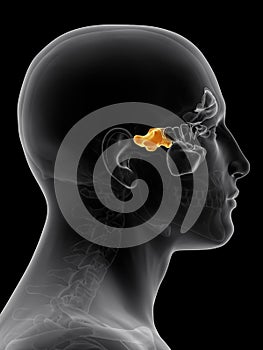 The sphenoid sinus