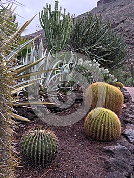 Cactus on Gran Canaria island, Spain photo