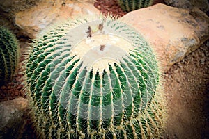 Sphere cactus