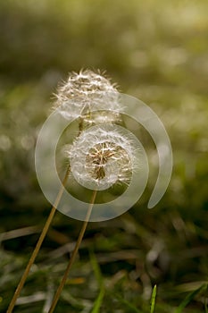 A sphere of dandelion seeds Taraxacum officinale close-up