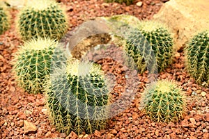 Sphere green cactus on a small rock.