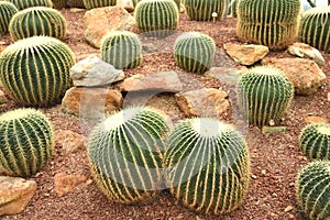 Sphere green cactus on a small rock.