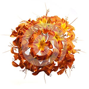 Sphere of Lily Flowers