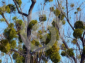 Sphere shaped mistletoe grown on large tree in the spring.