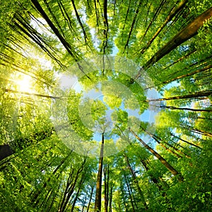 Spheric panorama in a forest, magnificent upwards view to the treetops