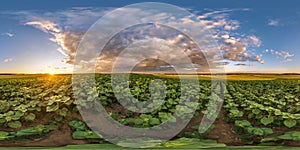 spherical 360 hdri panorama among farming field of young green sunflower with clouds on evening sky before sunset in