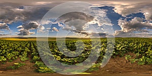 spherical 360 hdri panorama among farming field of young green sunflower with strom clouds on evening sky before sunset in