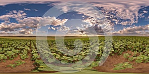 spherical 360 hdri panorama on hill among farming field of young green sunflowers with clouds on pink evening sky before sunset in