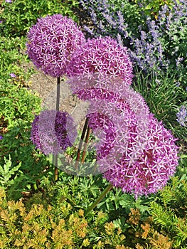 Spherical Allium flowers in shades of purple