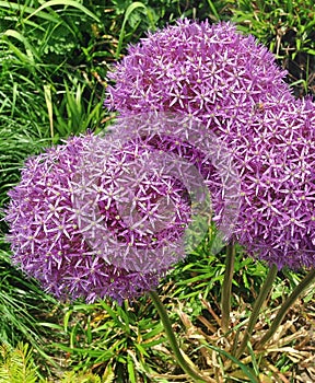 Spherical Allium flowers in shades of purple