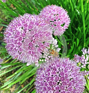 Spherical Allium Purple Sensation flowers