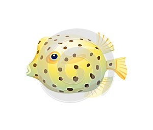 Spherical Boxfish Isolated on White Background