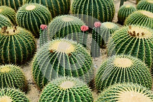 The spherical cactus