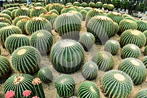 The spherical cactus