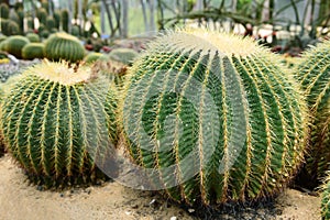 The spherical cactus