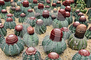 The spherical cactus