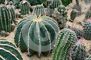 The spherical cactus