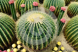 The spherical cactus