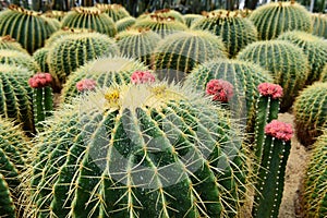 The spherical cactus