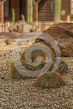 Spherical cactus golden Barrel in the desert