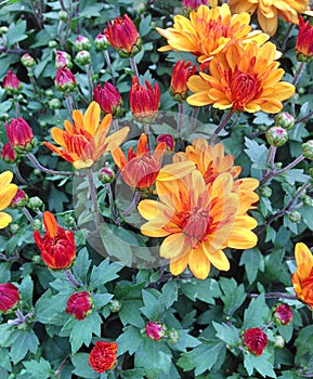 A spherical Chrysanthemum in shades of orange