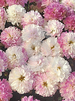 A spherical Chrysanthemum in shades of pink