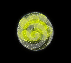 Spherical colony of freshwater green algae Volvox photo