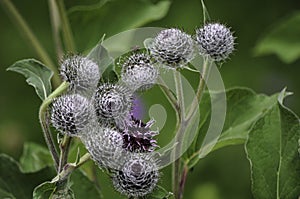 Spherical flower with splinters and covered by spider webs