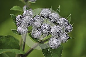 Spherical flower with splinters and covered by spider webs