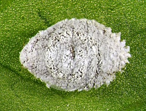 Spherical mealybug