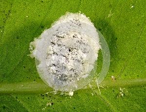 Spherical mealybug