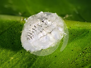 Spherical mealybug