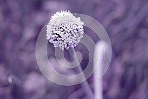 A spherical onion flower in fashionable trendy colors of 2022 Very Peri