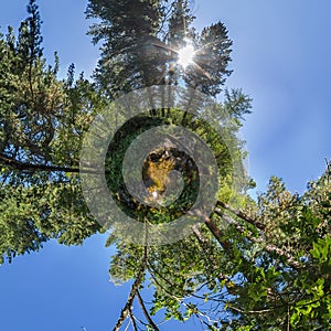 Spherical panorama of 360,180 creek in a dense forest green little planet