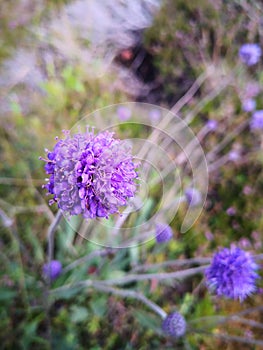 Spherical purple flowers on a thin stem