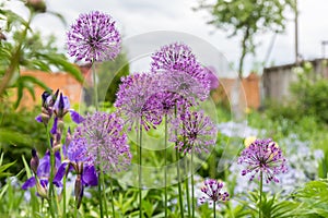 Spherical shaped, statuesque purple allium flower blooms ornamental onion