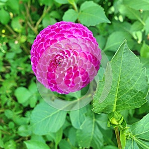 A spherical umbel of a purple Oreti Duke Dahlia flower